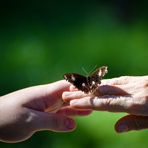 A Friendly Butterfly