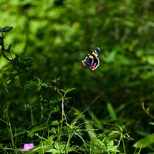 Joseph's Coat Moth (Agarista agricola)