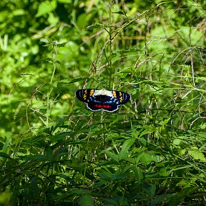 Joseph's Coat Moth (Agarista agricola)