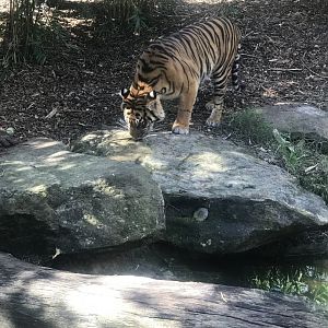 Sumatran Tiger