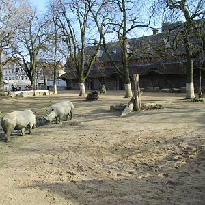 Rhinoceros paddock (2021-02-27)
