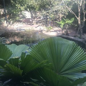First Pygmy Hippo enclosure
