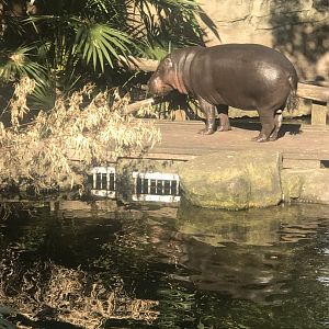 Kambiri the Pygmy Hippo