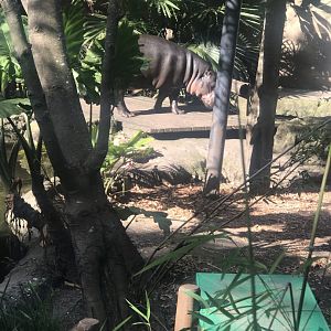 Kambiri the Pygmy Hippo