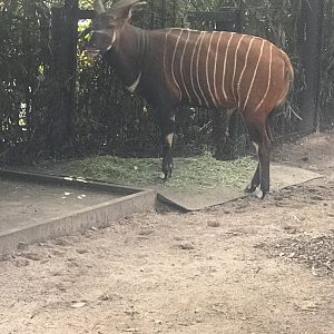 Ekundu- Eastern Bongo