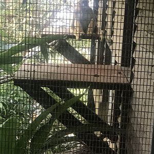 Nelly- White Cheeked Gibbon