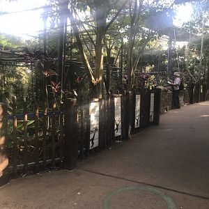 White Cheeked Gibbon Enclosure