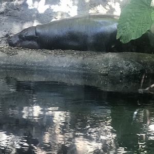 Fergus- Pygmy Hippo