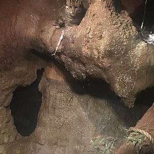 Fishing Cat Night Area