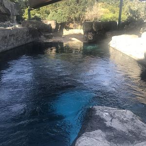Australian Sea Lion enclosure