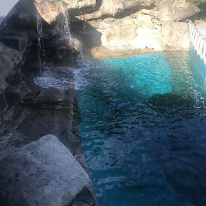 Australian Sea Lion Enclosure