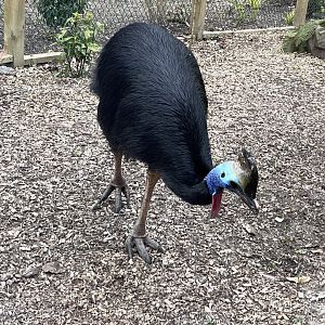 Southern Cassowary