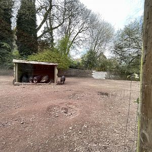 White lipped Peccary