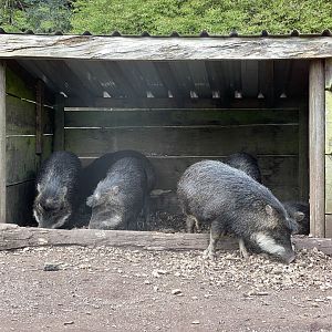 White lipped Peccary