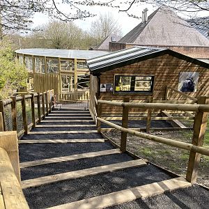 SULAWESI CRESTED MACAQUE