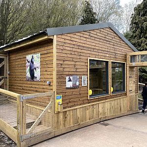 SULAWESI CRESTED MACAQUE