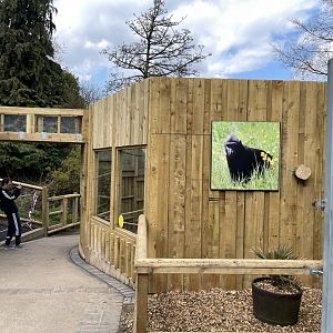 SULAWESI CRESTED MACAQUE