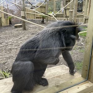 SULAWESI CRESTED MACAQUE