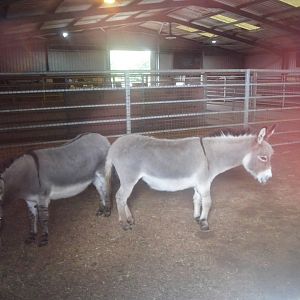 Donkeys 2
