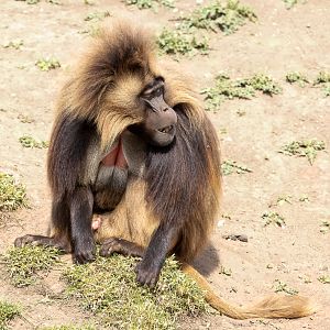 "Harry" the male Gelada
