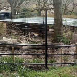 Future European Brown Bear Housing