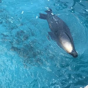 Australian Sea Lion