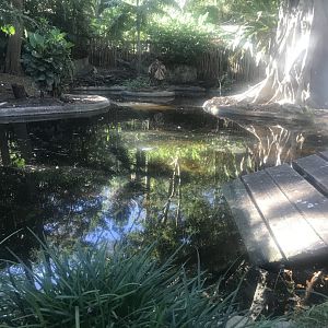 Saltwater Crocodile Enclosure