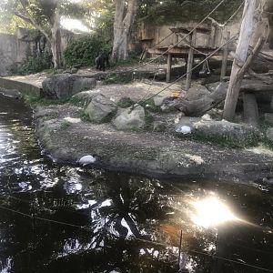 Western Lowland Gorilla enclosure
