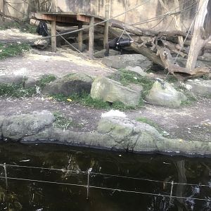 Gorilla Climbing Ropes