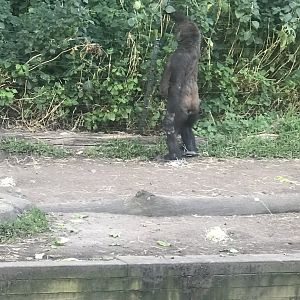 Mwamba investigates the bush