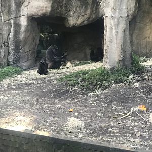 Western Lowland Gorilla