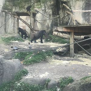Western Lowland Gorilla