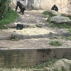 Western Lowland Gorillas