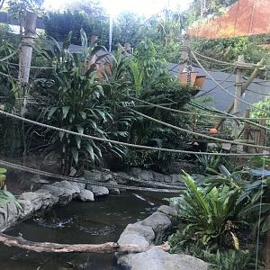 Ring Tailed Lemur Enclosure