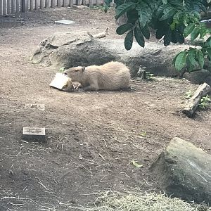 Capybara