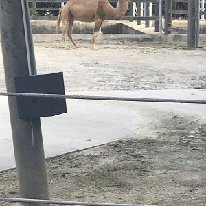 Dromedary Camel