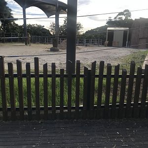 Dromedary Camel Enclosure