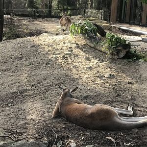 Red Kangaroos