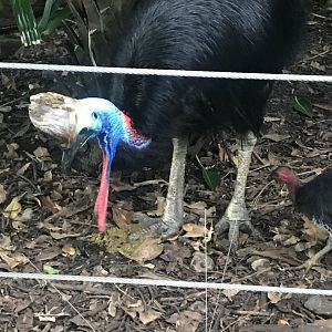 Southern Cassowary
