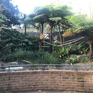 Goodfellow’s Tree Kangaroo Enclosure