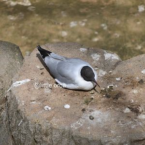 black headed gull (Chroicocephalus ridibundus)