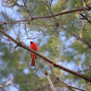 Northern Cardinal (Cardinalis Cardinalis)