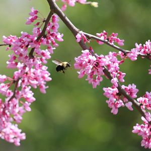 Two spotted bumble bee (Bombus bimaculatus)