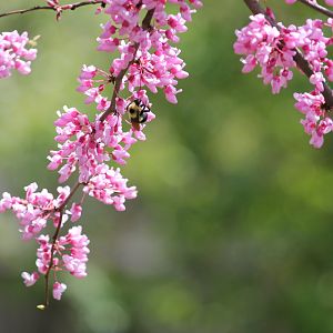 Two spotted bumble bee (Bombus bimaculatus)