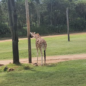 Rothschild's giraffe penny