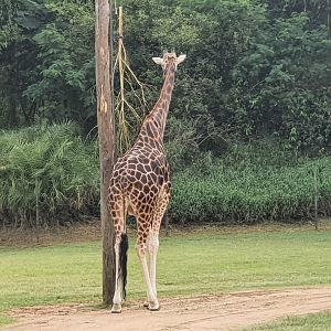 Hybrid Giraffe Forest