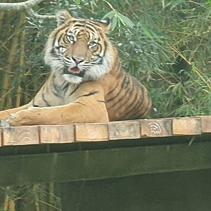 Sumatran Tiger, Nelson