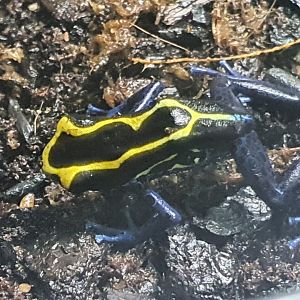 Dyeing poison dart frog
