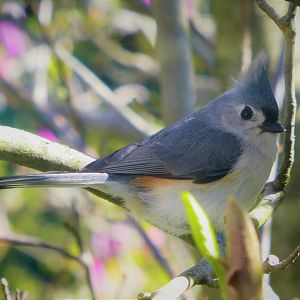 Tufted Titmouse