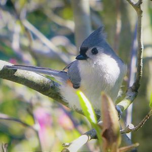 Tufted Titmouse